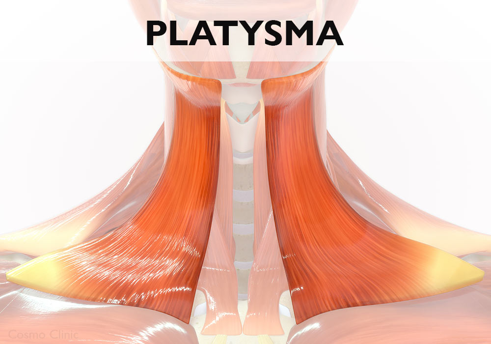 platysma 